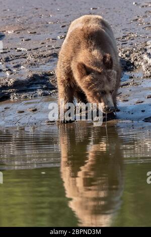 Ours grizzli avec réflexion et ripples buvant à la plage, estuaire de Khutzeymateen, C.-B. Banque D'Images