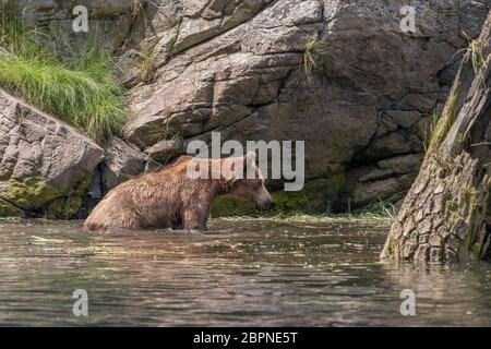 Le temps d'un bain, les jeunes grizzlis se trouvent dans l'eau, près de la rive, Khutzeymateen (C.-B.) Banque D'Images