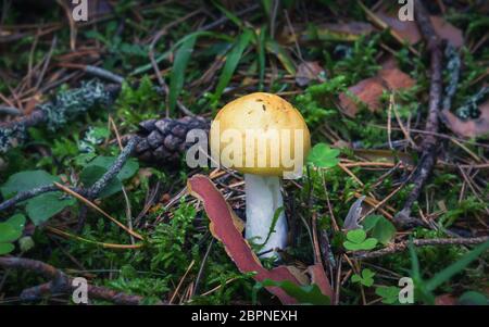 Champignons jaunes comestibles sauvages en gros plan dans la forêt - Russula ochroleuca, communément connu sous le nom de Russula jaune commune ou Ocher Brittlegill. Sélectif f Banque D'Images