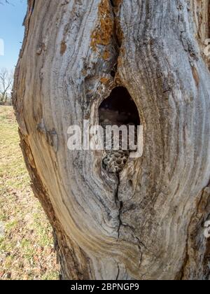 Ancienne hornet avec nid d'abeilles dans un arbre creux Banque D'Images