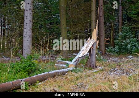 un arbre coupé et tombé dans une forêt Banque D'Images