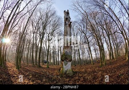 Souche pourrie au centre d'un cercle d'arbres sans feuilles en contre-jour au jardin animalier de Lainzer, Vienne, Autriche Banque D'Images