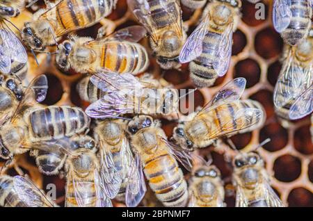 gros plan des abeilles mellifères sur nid d'abeille dans l'apier en été Banque D'Images