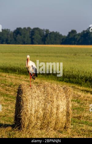 Cigogne blanche sur les balles de foin sec en vert prairie, la Lettonie. Stork est grand échassier aux longues jambes avec un long projet de loi, avec un plumage noir et blanc. Banque D'Images