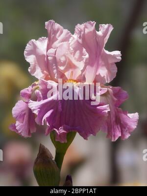 Profitez de la friandise d'une fleur rose multicolore de l'iris. Banque D'Images