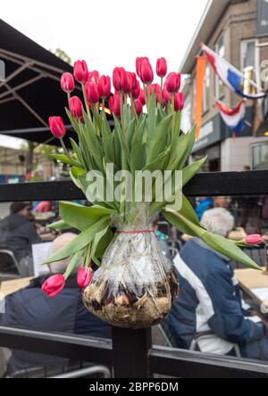 Un bouquet de tulipes rouges enveloppés de papier aluminium avec ampoules visibles Banque D'Images