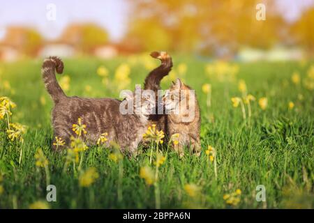 deux chats tabby marchent dans un pré fleuri d'été jouant et se piquant Banque D'Images