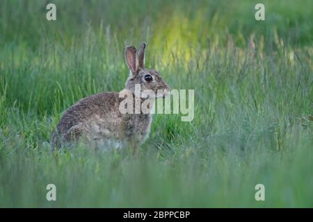 Lapin en herbe longue Banque D'Images