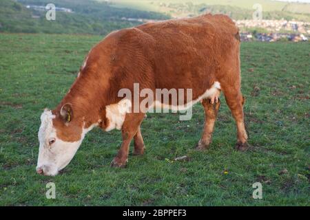 La vache laitière d'Ayrshire paître dans les South Downs à Sussex Banque D'Images