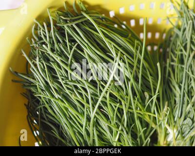 Agretti (Salsola soda) aka comme à feuilles opposées saltwort, le chardon de Russie ou de l'usine barilla légumes nourriture végétarienne et végétalienne Banque D'Images