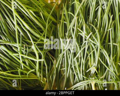 Agretti (Salsola soda) aka comme à feuilles opposées saltwort, le chardon de Russie ou de l'usine barilla légumes nourriture végétarienne et végétalienne Banque D'Images