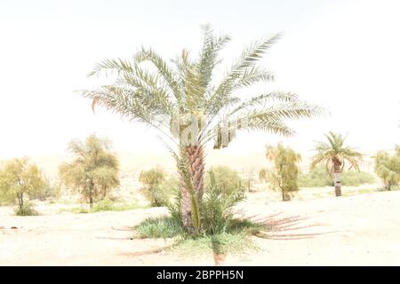 Les palmiers dattiers ont une place importante dans l'agriculture avancée du désert au Moyen-Orient Banque D'Images