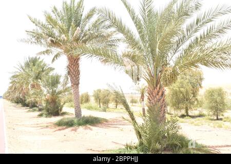 Les palmiers dattiers ont une place importante dans l'agriculture avancée du désert au Moyen-Orient Banque D'Images