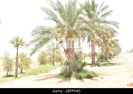 Les palmiers dattiers ont une place importante dans l'agriculture avancée du désert au Moyen-Orient Banque D'Images