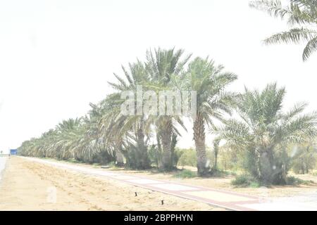 Les palmiers dattiers ont une place importante dans l'agriculture avancée du désert au Moyen-Orient Banque D'Images