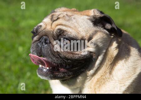 chien pug en plein été avec la langue Banque D'Images