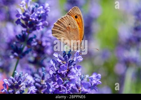 Belle Maniola jurtina papillon sur lavande Lavandula angustifolia, en plein soleil dans un jardin de fines herbes Banque D'Images