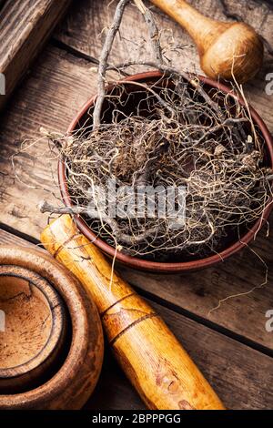 Maral, racine de plantes médicinales médecine de Sibérie.racines sèches Banque D'Images