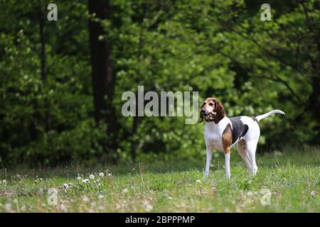 Beau beagle rouge de race, chien de chasse anglais, portrait Banque D'Images