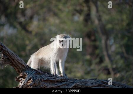 Un singe debout sur une branche en Kruger National Park, Afrique du Sud Banque D'Images