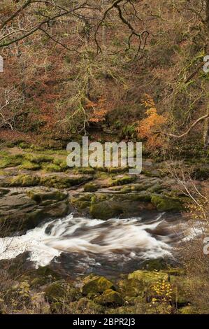 Vue du STRID depuis le haut à STRID Woods, Wharfedale, Yorkshire Dales, Royaume-Uni Banque D'Images