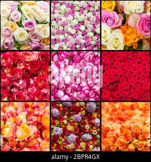 roses colorées - arrière-plan - collage avec neuf images Banque D'Images