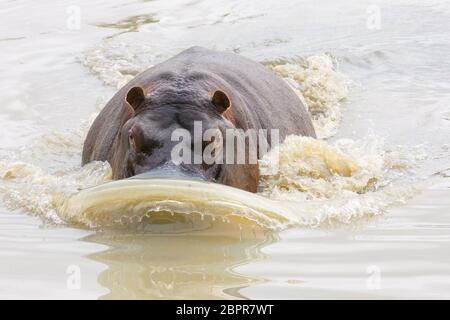 L'homme agressif d'Hippo adulte se charge par l'eau Kruger Park Afrique du Sud Banque D'Images