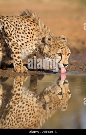 Vertical Femme adulte Cheetah boire de l'eau avec la langue hors Kruger Park Afrique du Sud Banque D'Images