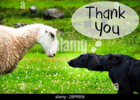 Chien Dovey avec bulle. Texte anglais Merci. Green Grass Meadow en Norvège. Banque D'Images