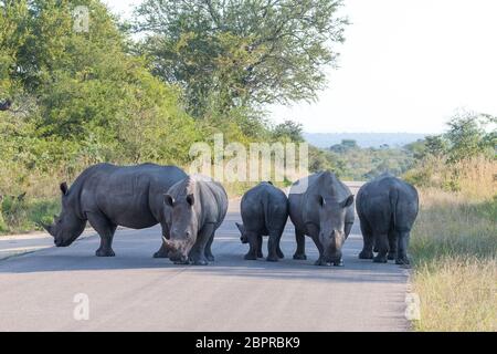 5 White Rhino se trouvant au milieu d'une route touristique bloquant toute la circulation Kruger Park Afrique du Sud Banque D'Images