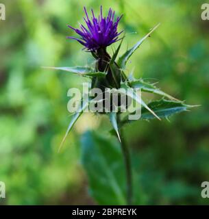 Fleur du Silybum marianum, Thistle de lait, Mariatistel. Beja, Portugal. Banque D'Images