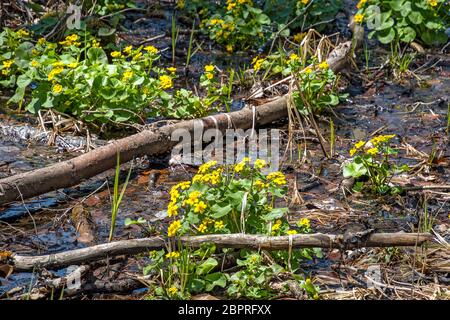 marais jaune de printemps marigold plantes dans les bois Banque D'Images