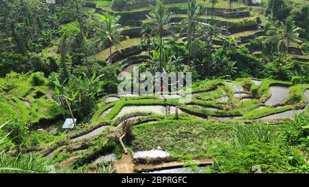 Tegalalang rizières à Ubud, Bali. Tegalalang Terrasse de riz est l'un des célèbres objets touristiques Banque D'Images