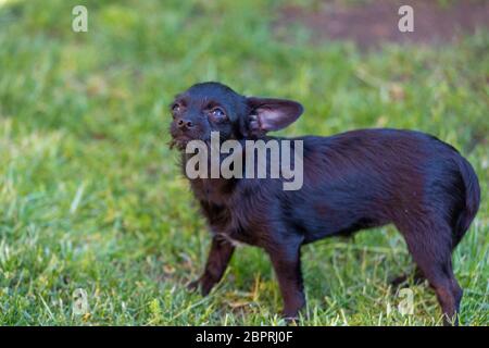 chihuahua Poodle mélanger le chiot sur fond naturel (pooing) Banque D'Images