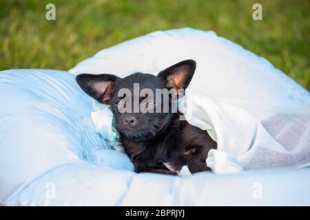 chihuahua Poodle Mix chiot (chien Chipoo Puppy) Banque D'Images