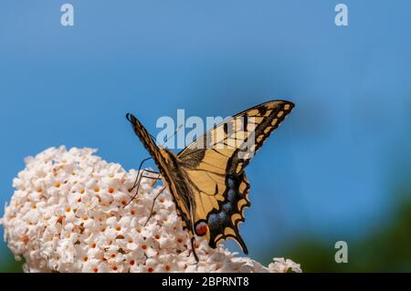 Beau papillon sur blanc Buddleja davidii en plein soleil dans un jardin de fines herbes Banque D'Images