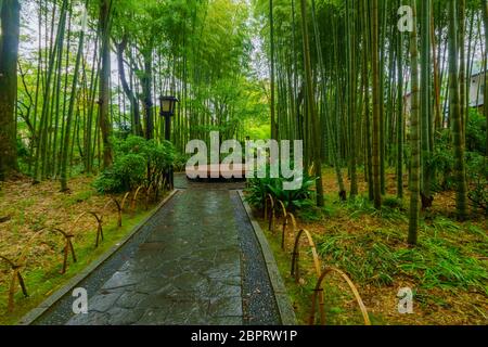 Vue sur la petite forêt de bambous, dans la péninsule d'Izu, Shuzenji, Japon Banque D'Images