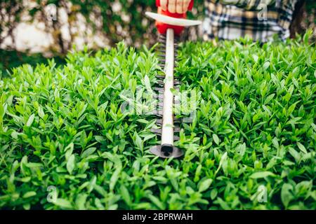 L'homme coupe des bagues vertes avec un coupe-herbe électrique Banque D'Images