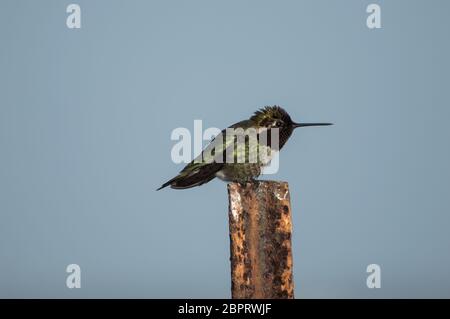 Annas Hummingbird aime atterrir sur ce poteau. Il est toujours là. Lorsqu'il change de direction, la lumière affiche une couleur différente de son profil. Banque D'Images
