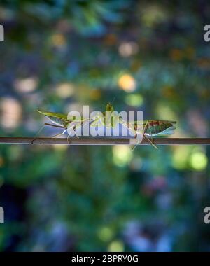 Grand vert mante religieuse ramper le long de la branche, Close up Banque D'Images