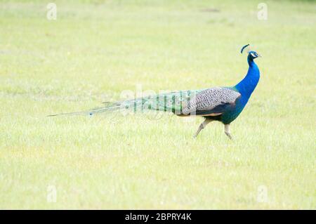 Peacock Strutting montrant un plumage riche bleu irdescendant et vert Banque D'Images