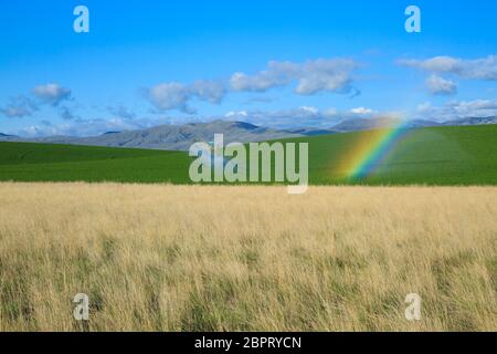 arc-en-ciel dans le jet d'irrigation d'un arroseur dans un champ près de townsend, montana Banque D'Images