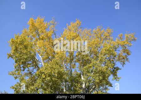 Peuplier argenté en automne peinture contre le ciel bleu. Feuilles jaune Banque D'Images