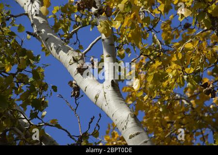 Peuplier argenté en automne peinture contre le ciel bleu. Feuilles jaune Banque D'Images