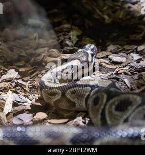 Le python de la balle, Python regius, également connu sous le nom de python royal. Banque D'Images