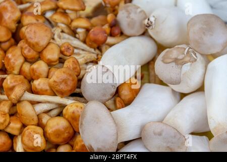 Full Frame photo montrant beaucoup de champignons comestibles Banque D'Images