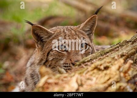 Lynx lynx lynx eurasien., caché derrière un arbre tombé peeking out. Prédateur sauvage en voie de disparition avec l'oeil furtif. Animal sur une chasse. Banque D'Images