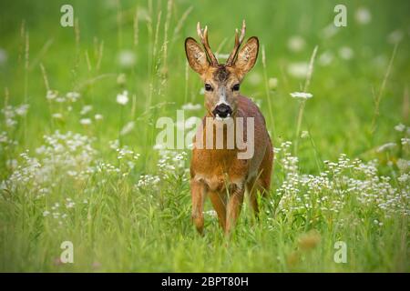 Jeune Chevreuil, Capreolus capreolus, buck à marcher en direction de huis clos entouré de fleurs blanches en été. Paysage de la faune avec l'approche des animaux sauvages Banque D'Images