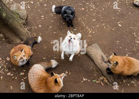 Groupe de renards ensemble Banque D'Images