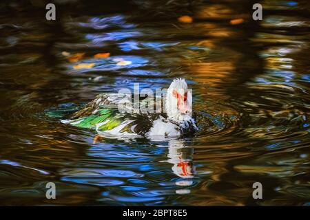 Canard musqué (Cairina moschata) nageant sur l'étang Banque D'Images